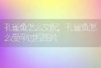 孔雀鱼怎么交配，孔雀鱼怎么受孕过程图片