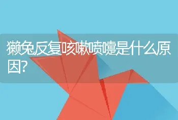 獭兔反复咳嗽喷嚏是什么原因？