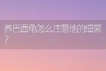 养巴西龟怎么注意他的细菌？