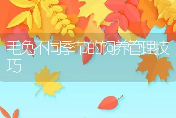 毛兔不同季节的饲养管理技巧