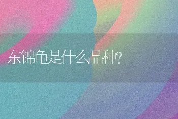 东锦龟是什么品种？