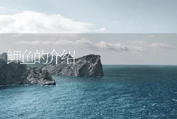 鲤鱼的介绍