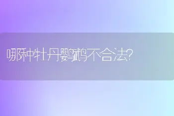 哪种牡丹鹦鹉不合法？