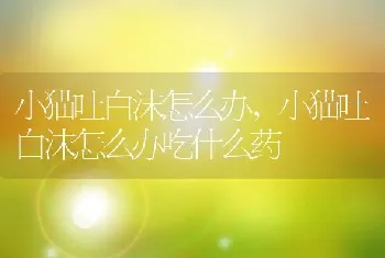 小猫吐白沫怎么办，小猫吐白沫怎么办吃什么药