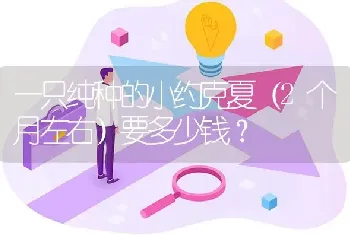 一只纯种的小约克夏（2个月左右）要多少钱？