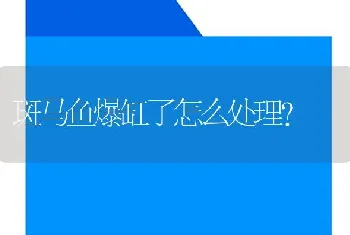 斑马鱼爆缸了怎么处理？