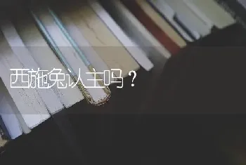 西施兔认主吗？