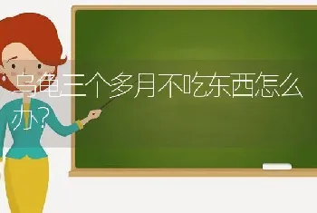 乌龟三个多月不吃东西怎么办？