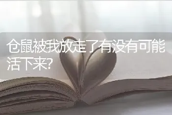 仓鼠被我放走了有没有可能活下来？