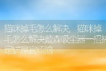 猫咪掉毛怎么解决，猫咪掉毛怎么解决戴森吸尘器一招搞定铲屎官烦恼