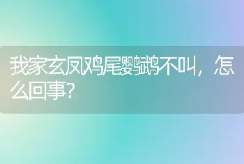 我家玄凤鸡尾鹦鹉不叫，怎么回事？