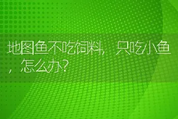 地图鱼不吃饲料,只吃小鱼，怎么办？