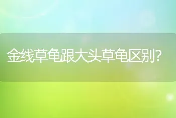 金线草龟跟大头草龟区别？