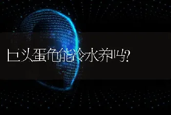 巨头蛋龟能冷水养吗？