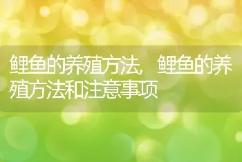 鲤鱼的养殖方法，鲤鱼的养殖方法和注意事项