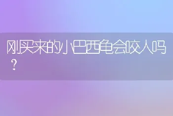 刚买来的小巴西龟会咬人吗？