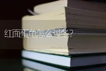 红面蛋龟怎么过冬？