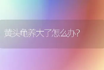 黄头龟养大了怎么办？