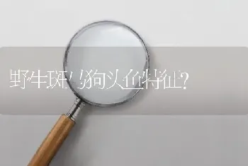 野生斑马狗头鱼特征？