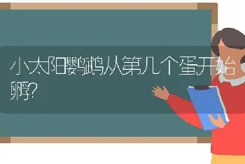 小太阳鹦鹉从第几个蛋开始孵？