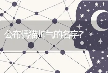 公布偶猫帅气的名字？