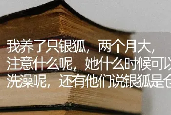 我养了只银狐，两个月大，注意什么呢，她什么时候可以洗澡呢，还有他们说银狐是仓鼠的一种，是不是？