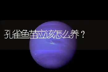 孔雀鱼苗应该怎么养？