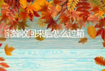 蜜蜂收回来后怎么过箱