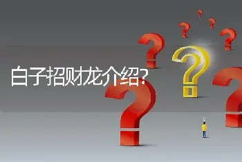 白子招财龙介绍？