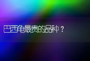 巴西龟最贵的品种？