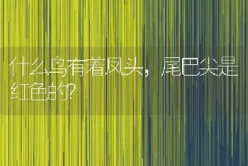 什么鸟有着凤头，尾巴尖是红色的？