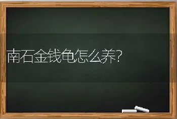 南石金钱龟怎么养？