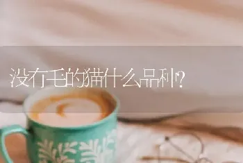 没有毛的猫什么品种？