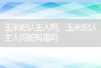 玉米蛇认主人吗，玉米蛇认主人吗蛇有毒吗