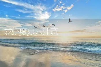 龙虾度夏六注意