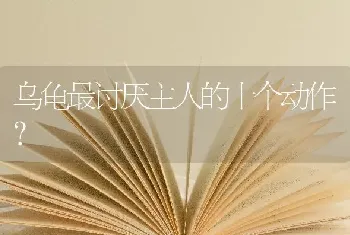 乌龟最讨厌主人的十个动作？