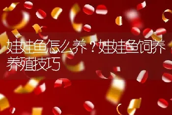 娃娃鱼怎么养？娃娃鱼饲养养殖技巧