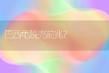 巴西龟脱壳前兆？