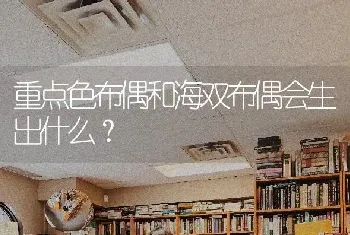 重点色布偶和海双布偶会生出什么？