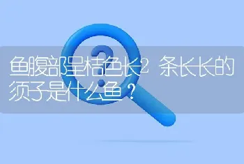 鱼腹部呈桔色长2条长长的须子是什么鱼？