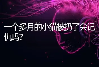 一个多月的小猫被扔了会记仇吗？