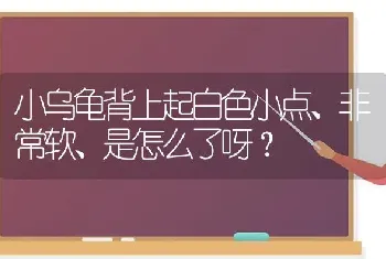 小乌龟背上起白色小点、非常软、是怎么了呀？