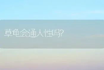 草龟会通人性吗？