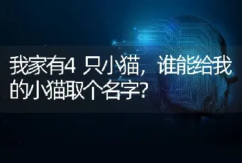 我家有4只小猫，谁能给我的小猫取个名字？