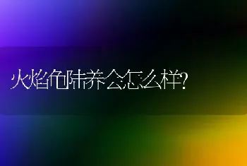 火焰龟陆养会怎么样？