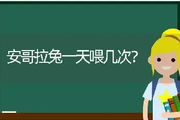 安哥拉兔一天喂几次？