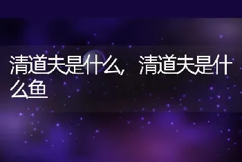 清道夫是什么，清道夫是什么鱼