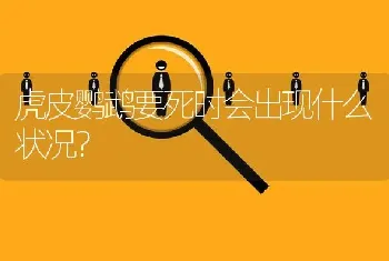 虎皮鹦鹉要死时会出现什么状况？