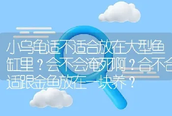 小乌龟适不适合放在大型鱼缸里？会不会淹死啊？合不合适跟金鱼放在一块养？