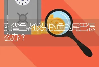 孔雀鱼老咬别的鱼的尾巴怎么办？